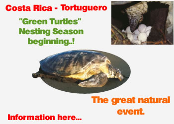 Green Turtles nesting Season