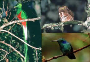 Some birds of Savegre Cloud forest