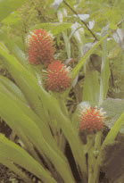 Bromeliads are one of the most typical groups of vegetation