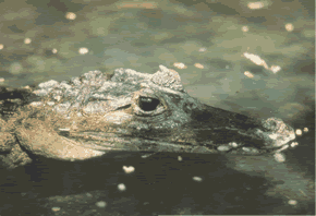 Cayman thrives at Ca�o Negro thanks to serious conservation efforts