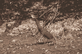 The mexican Tiger-Bittern is a typical bird of the gallery forest