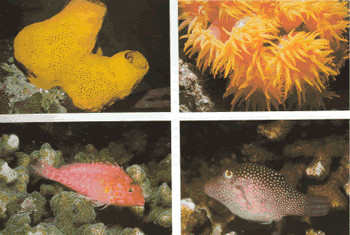 Marine life thrives in the coral reefs at gandoca - manzanillo. Fish, anemones, urchins and sponges amongst others.