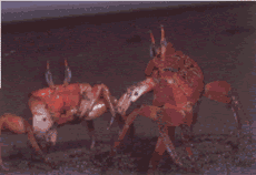 Crabs and other crustaceans are a common sight.