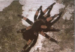 New species of spiders and arachnids are constantly being discavered in Costa Rica.