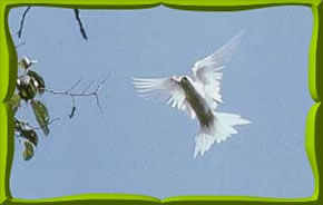 The holy ghost dove is one of the common terns on the island.