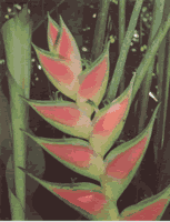 Heliconia Wagneriana produces a lovely flower that is cultivated for arrangements.
