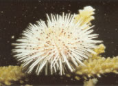Despite its small siza, Manuel Antonio has a great variety of living creatures, like this sea urchin