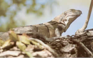 Ctenosaurs are especially numerous on the band of the river bebedero.