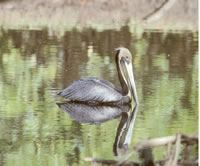 Wide beaches, coconut trees, mangrove swamps, pelicans and vultures are part of the lush wilderness.