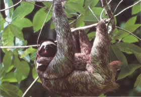Three toed sloth carries its young as it slowly moves through the branches.