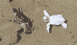 Green Turtle hatchlings.