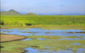 The tempisque lowlands consist of vast flood plains covered with the river and loke silt deposits.